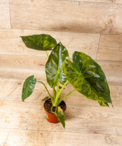 Alocasia Wentii Sunset Aurea 006