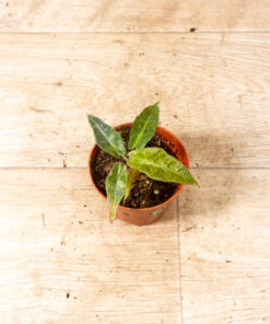 Alocasia polly aurea 001