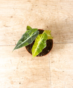 Alocasia polly aurea 002