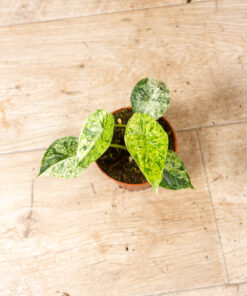 Alocasia Dragon Scale mint 002