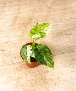Alocasia Dragon Scale mint 004