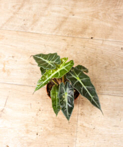 Alocasia polly aurea 003
