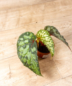 Begonia sp. "Lucifer" 001