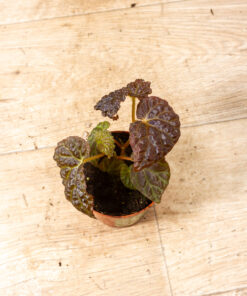 Begonie spp. (Black Mountain) 002