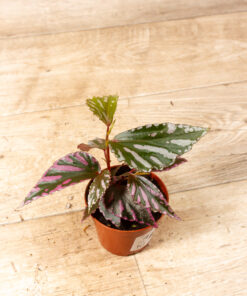 Begonia sp. Julau 001