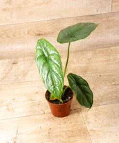 Alocasia puncak borneensis 005