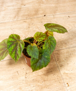 Begonia pseudoedulis 'Shiwanshan' 006