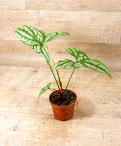 Cercestis mirabilis 002