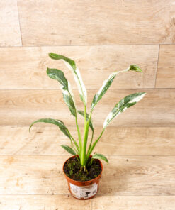 Epipremnum Giganteum Variegata 002