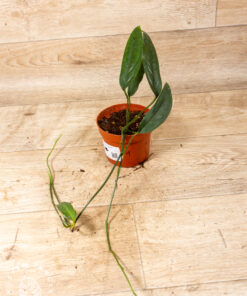 Monstera Obliqua Yasuni 001