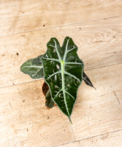 Alocasia polly variegata 001