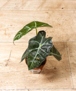 Alocasia polly variegata 002