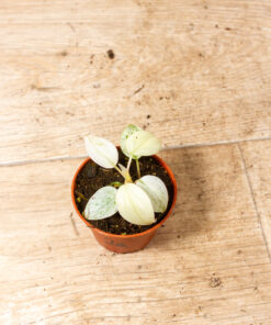 Philodendron Micans Pink Marble Variegata 002