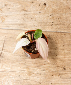 Philodendron Micans Pink Marble Variegata 003