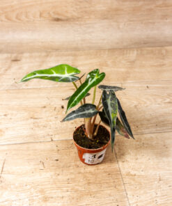 Alocasia bambino aurea 001
