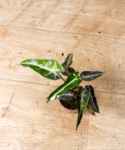 Alocasia bambino aurea 002