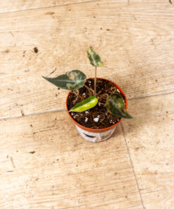 Alocasia bambino aurea 003