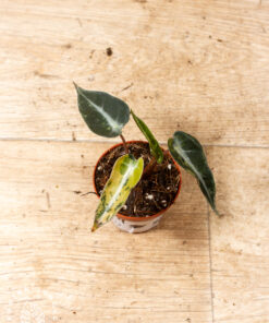 Alocasia bambino aurea 004