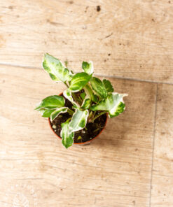 Syngonium T25 001