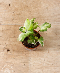 Syngonium T25 002