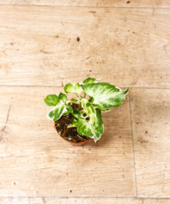Syngonium T25 003