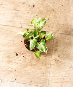 Syngonium T25 004