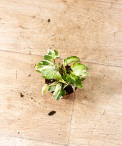 Syngonium T25 005