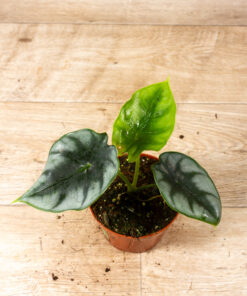 Alocasia reversa 002