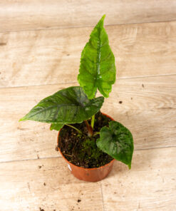 Alocasia olanii 001