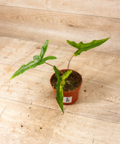 Alocasia sabrina Aurea 001