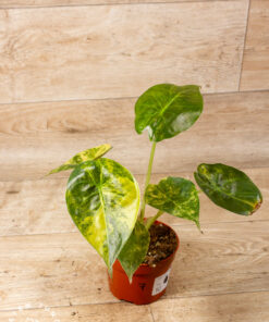 Alocasia Wentii Sunset Aurea 007