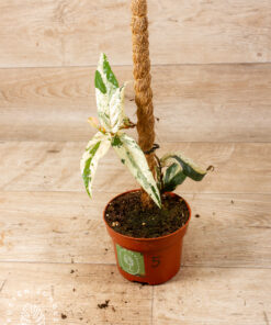 Ficus sagittata pink variegata 004