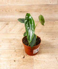 Alocasia venusta 002