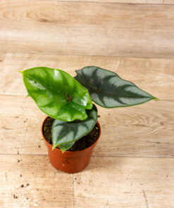 Alocasia reversa 003