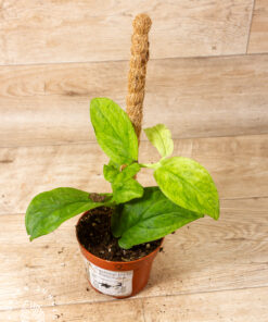 Rhaphidophora korthalsii Marble Aura 002