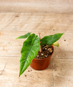 Alocasia sulawesi green carpet variegata (less variegata) 001