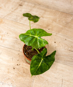 Alocasia dorayaki / London Eye aurea 002