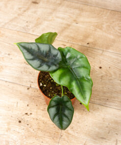 Alocasia reversa 004