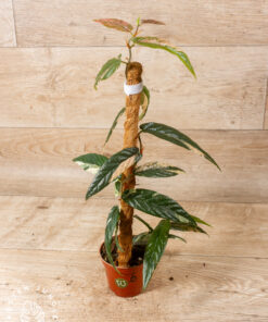 Ficus sagittata pink variegata 005