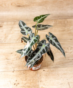 Alocasia bambino pink variegata 002