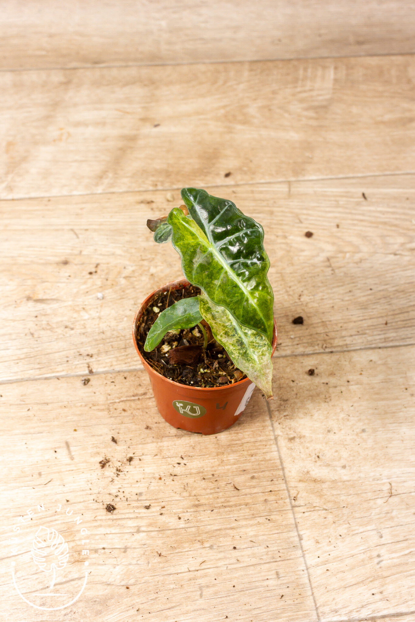 Alocasia Polly Aurea mit dunkelgrünen, pfeilförmigen Blättern und gelber Panaschierung