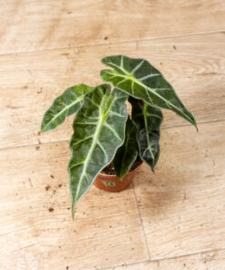 Alocasia polly aurea 005