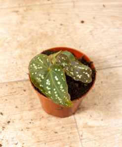 Begonia sp. ‚Pandora‘ 002