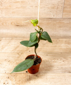 Philodendron Burle Marx Fantasy 002