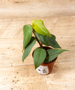 Philodendron Burle Marx Fantasy 003