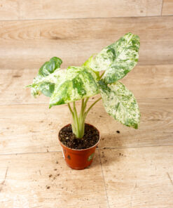 Alocasia odora batik 001