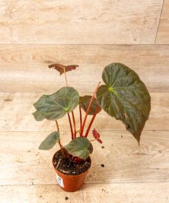 Begonia pavonina 002