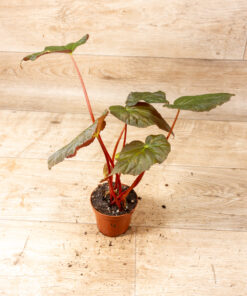 Begonia pavonina 004
