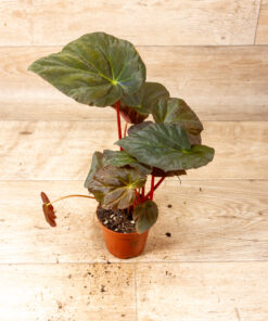 Begonia pavonina 005