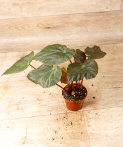 Begonia pavonina 006